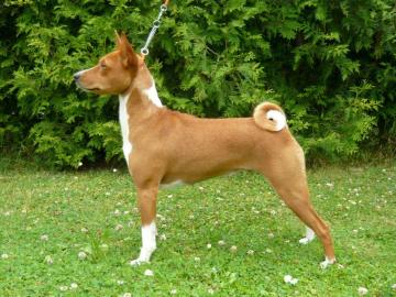 Basenji - elegn z Afriky