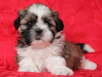 Shih-tzu, i-tzu