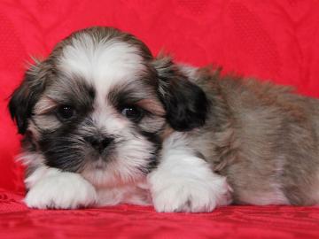 Shih-tzu, i-tzu