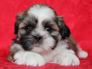 Shih-tzu, i-tzu