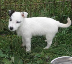 Jack Russell terier ttka s PP