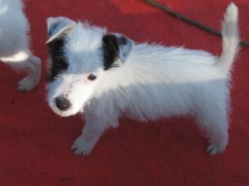 Jack Russell terier ttka s PP