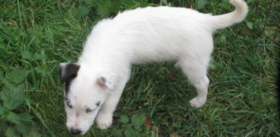 Jack Russell terier ttka s PP