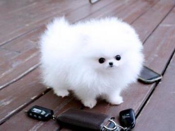 ~ Sladk Toy Spitz / Pomeraniana ~