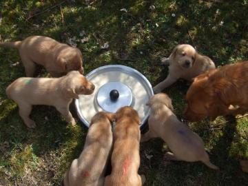 Labradorsk retriever