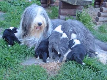 Bearded collie