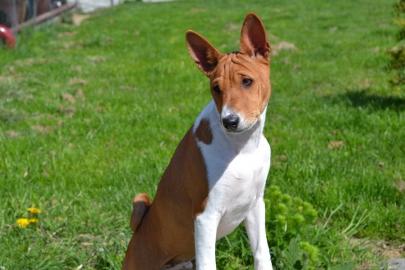 Basenji s PP