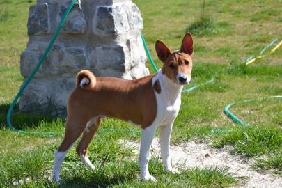 Basenji s PP