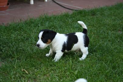 Jack Russell terrier s PP