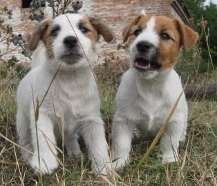 Jack Russell Terier s PP