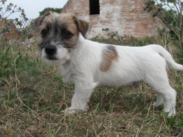 Jack Russell Terier s PP