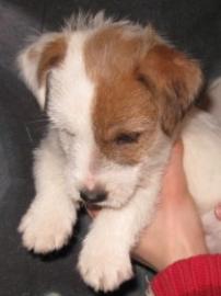 Jack Russell Terier bez PP