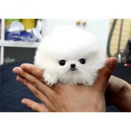 Mini Pomeranian